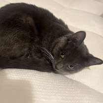 Thumbnail photo of Mordecai #2