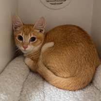 Thumbnail photo of Apricot #2