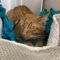 Thumbnail photo of Willow 2025 #4