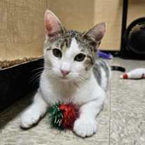 Thumbnail photo of Chutney #2