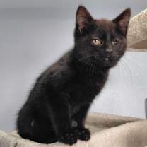 Thumbnail photo of Tilley #2