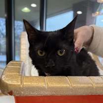 Thumbnail photo of Sage #1