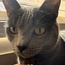 Thumbnail photo of Belle #2