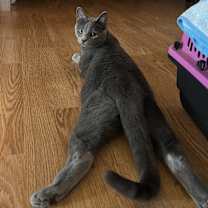 Thumbnail photo of Belle #3