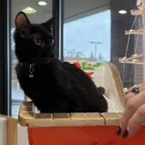 Thumbnail photo of Joey #1