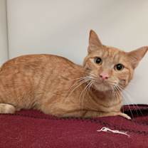 Thumbnail photo of Orville #1