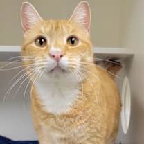 Thumbnail photo of Solaire #1