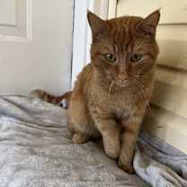 Thumbnail photo of Simba #1