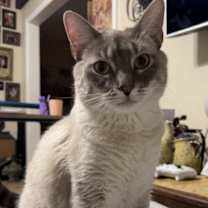 Thumbnail photo of Popcorn #1