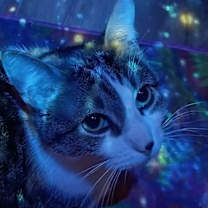 Thumbnail photo of Nyx #3