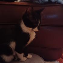 Thumbnail photo of Jordy #3