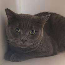 Thumbnail photo of Rivet #2