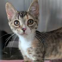 Thumbnail photo of Lucy #1