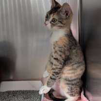 Thumbnail photo of Lucy #2