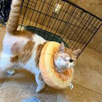 Thumbnail photo of Goliath #1