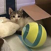 Thumbnail photo of Horseradish 29 #3