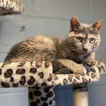 Thumbnail photo of Ming (C000-720) - Costa Mesa Location #1