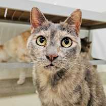 Thumbnail photo of Ming (C000-720) - Costa Mesa Location #2