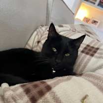 Thumbnail photo of Susu #3