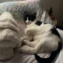 Thumbnail photo of Binx #1