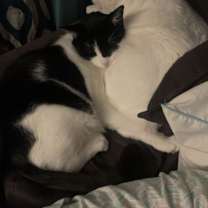 Thumbnail photo of Binx #2