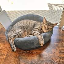 Thumbnail photo of Gulliver #2