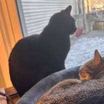 Thumbnail photo of Gulliver #3