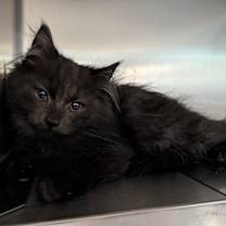 Thumbnail photo of Garland #4