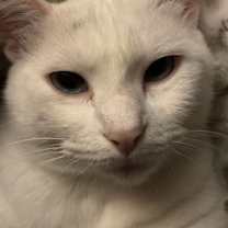 Thumbnail photo of Nova #4