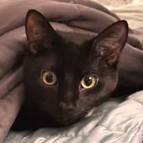 Thumbnail photo of Finnegan #2