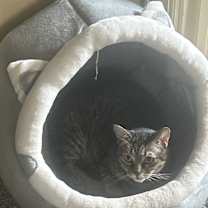 Thumbnail photo of Tiki #2