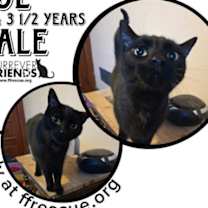 Thumbnail photo of Kol #1