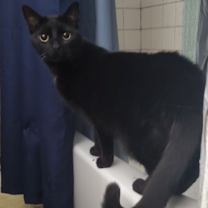 Thumbnail photo of Kol #2