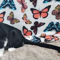 Thumbnail photo of 250821  Grease Monkey #3