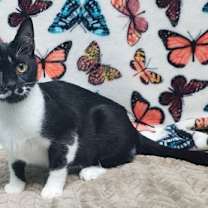 Thumbnail photo of 250821  Grease Monkey #4