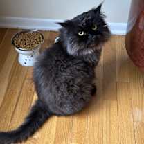 Thumbnail photo of Happy #1