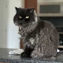 Thumbnail photo of Happy #2