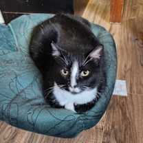 Thumbnail photo of Bandit #2