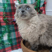 Thumbnail photo of Pang #2