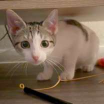 Thumbnail photo of Horseradish 29 #1