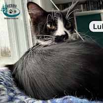 Thumbnail photo of Lulu! #3