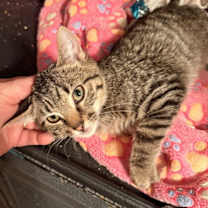 Thumbnail photo of Grill #2