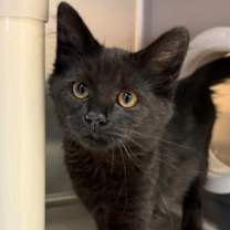 Thumbnail photo of Cupid #2