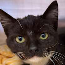 Thumbnail photo of Willow #1