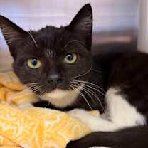 Thumbnail photo of Willow #2