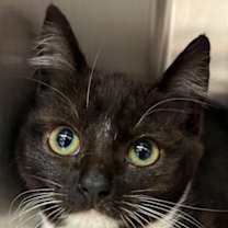 Thumbnail photo of Willow #3