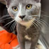 Thumbnail photo of Prancer #3