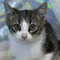 Thumbnail photo of Dynamite #1