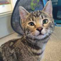 Thumbnail photo of Oyster #1