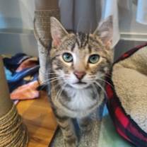 Thumbnail photo of Lobster #2